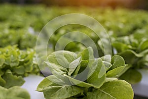 Salad farm vegetable green oak lettuce. Close up fresh organic hydroponic vegetable plantation produce green salad hydroponic