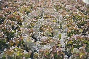 Salad farm vegetable red oak lettuce. Close up fresh organic hydroponic vegetable plantation produce red green salad hydroponic