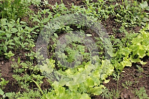 Salad and fennel in garden