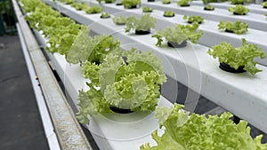 Salad Fertigation photo