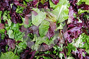 Salad field greens