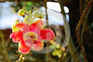 Flores Ellos son floreciente revelación oculto polen 