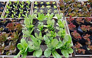 Salad garden