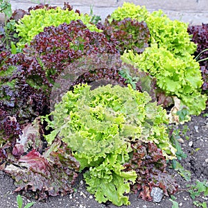 Salad in the garden, in Alta Badia - Italy