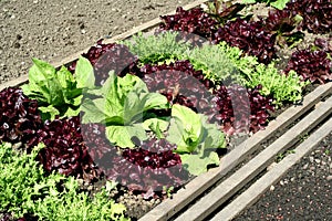 Salad garden bed