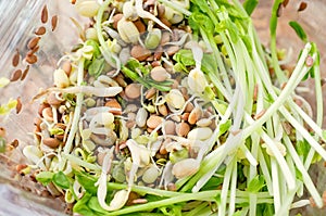 Salad of germinated seeds of flax pea lentils and other grains. Macrobiotic food concept
