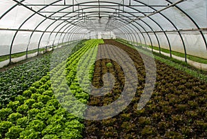 Salad in green house