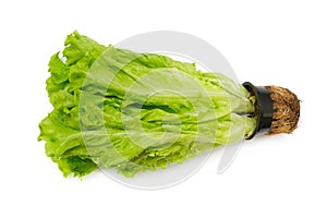 Salad green leaf vegetable