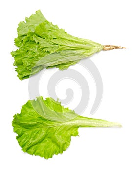 Salad green leaf vegetable