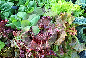 Salad growing farm. organic vegetables. Field vegetable lettuce fresh organic farm.
