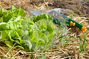 Salad growing in mulch