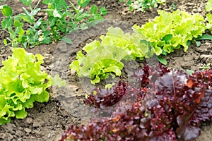 Salad grows in the garden. Photo of red and green salad growing in the garden