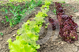 Salad grows in the garden. Photo of red and green salad growing in the garden