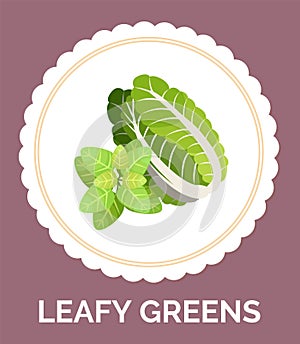 Salad ingredients. Leafy vegetables icons set. Organic and vegetarian illustration with leafy greens