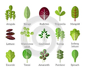 Salad ingredients. Leafy vegetables vector flat