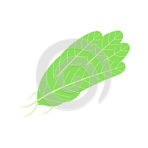 Salad ingredients. Set of leafy vegetable vector flat icons. Organic and vegetarian illustration