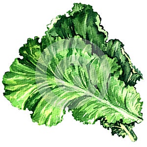 Salad leaf, fresh lettuce isolated, watercolor illustration on white