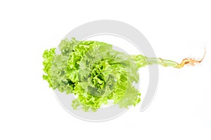 Salad leaf. Lettuce