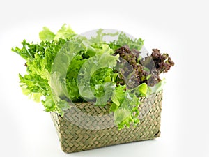 Salad leaf. Lettuce in green basket isolated on white background., Fresh and green lettuce, Salad background for inserting text