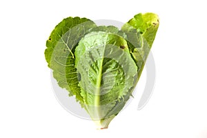 Salad leaf. Lettuce isolated
