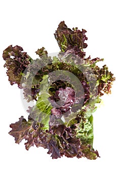 Salad leaf. Lettuce isolated