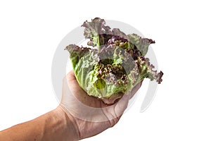 Salad leaf. Lettuce isolated