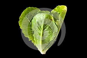 Salad leaf. Lettuce isolated
