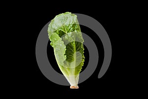 Salad leaf. Lettuce isolated