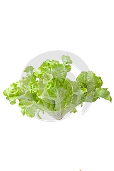Salad leaf. Lettuce isolated