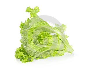 Salad leaf. Lettuce isolated on white