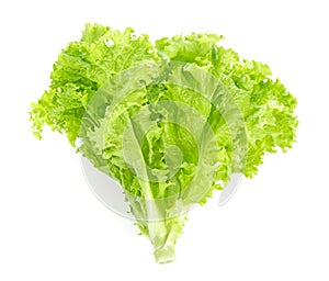 Salad leaf. Lettuce isolated on white