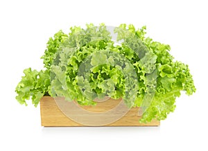 Salad leaf. Lettuce isolated on white