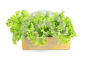 Salad leaf. Lettuce isolated on a white background