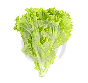 Salad leaf. Lettuce isolated on white background. clipping path