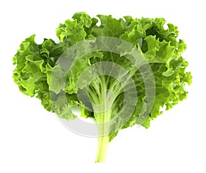 Salad leaf. Lettuce isolated on white background.