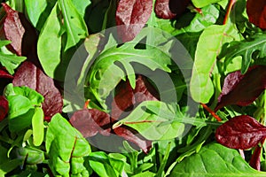 Salad leaf mix rucola