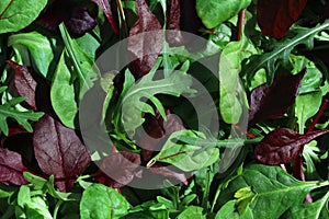 Salad leaf mix rucola