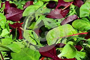 Salad leaf mix rucola