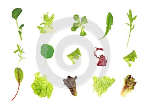 Salad Leaf Selection