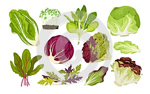 Salad leaf vegetables set, isolated green fresh plants and healthy food ingredients