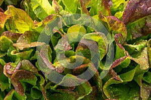 Salad leaves close up with rain drops background