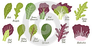 Salad Leaves Collection. Kale, Arugula, Green Or Green Romaine, Lolla Rossa And Green Oak. Red Leaf, Yellow Chard