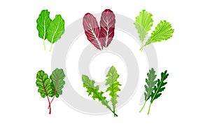 Salad Leaves with Curly Frisee and Lettuce Vector Set