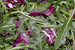 Salad leaves mix green, juicy snack, as background