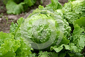 Salad - lettuce