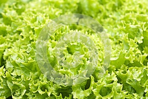 Salad (lollo bionda lettuce) photo