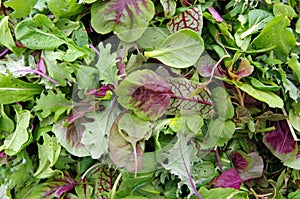 Salad micro greens