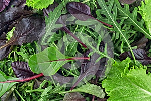 Salad mix leaves as background, top view. Fresh salad with arugula, purple lettuce, spinach, frisee and chard leaves