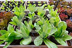 Salad plant growing
