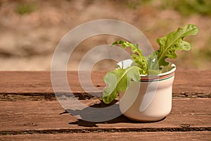 Salad plant in pot